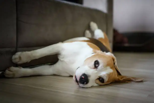 Photo of Dog relaxing