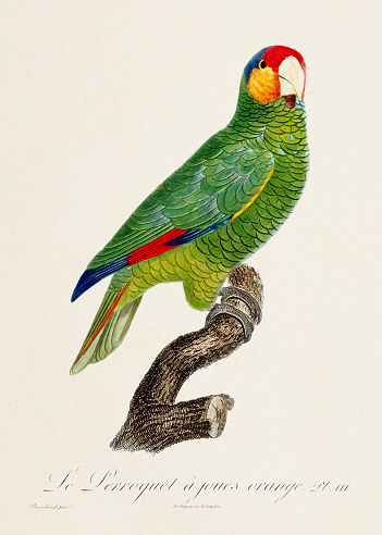 Vintage parrot illustration. Zoologically detailed French depiction (circa 1805)