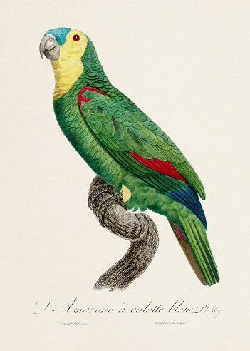 Vintage parrot illustration. Zoologically detailed French depiction (circa 1805)