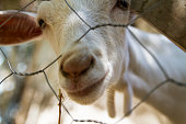 Goat Mouth Behind The Wire Mesh