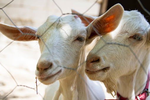 Two Goats Loving Each Other Behind Wire Mesh