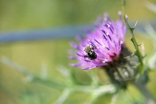 Japanese thistle and honey bee