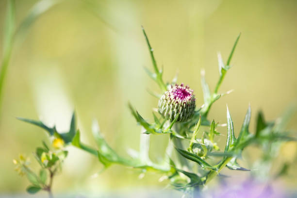 Japanese thistle and honey bee