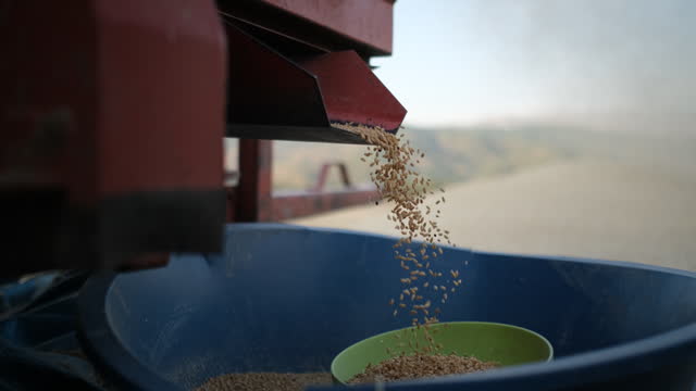 Wheat  harvesting with the old threshing machine