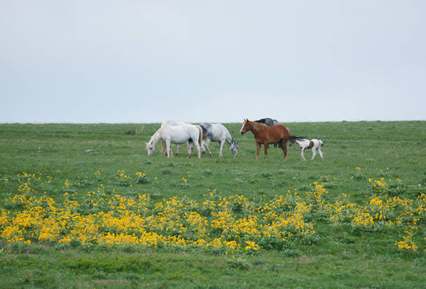 istock Horse Herd with Paint Foal and Wildflowers 1599339375