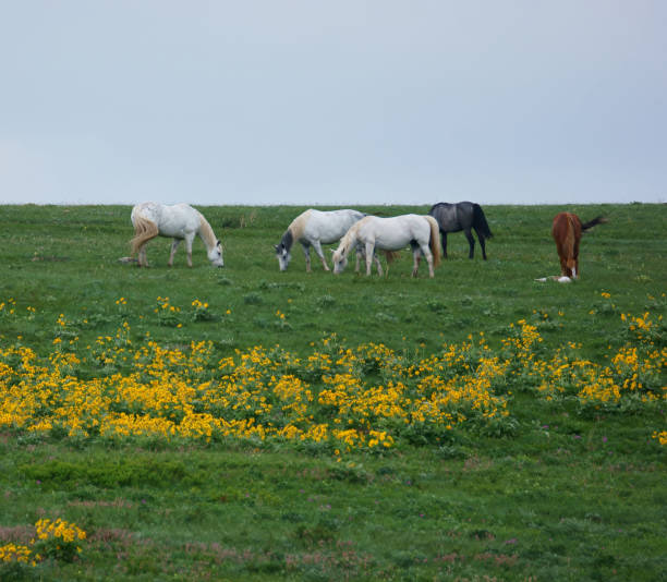 istock Five Horses Grazing Amid Wildflowers 1599339915