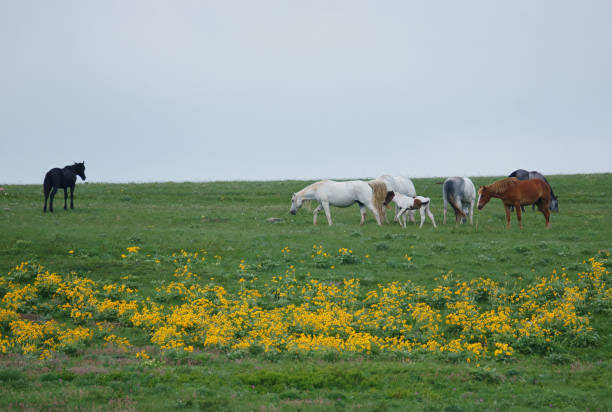 istock Horses and Wildflowers 1599344230