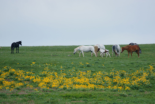 A small band of horses enjoys a lush green pasture.  A cute Paint foal walks behind its mother while others graze. One dark horse stands apart from the herd.  A patch of Arrowleaf-Balsamwood grows across the foreground while a pale blue cloudless sky hangs above.