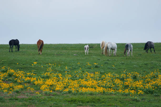 istock Rumps, Tails and Wildflowers 1599344835