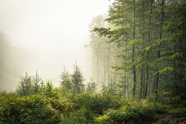 istock Mysterious misty morning in the autumn forest 1599347500