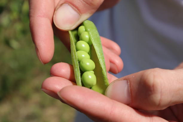 istock Green pea in hands. Ripe pea. 1599350671