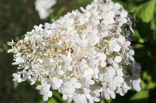 White hydrangea in bloom.