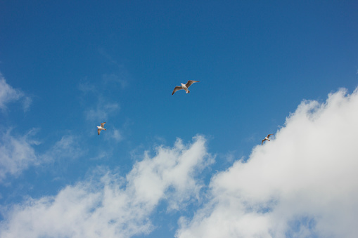 Seagull is flying with blue sky background.