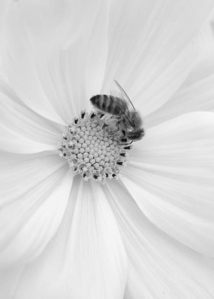 istock Close-up image of a bee perched atop a white bloom 1599364373