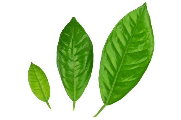 istock lemon tree branch with green leaves, isolated on a white background 1599375531