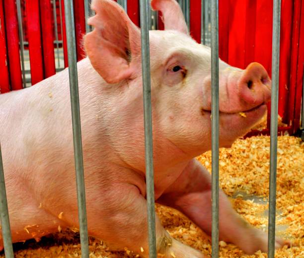 istock Organic Farm Raised Hog 1599380811