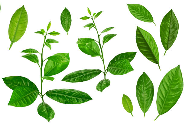 lemon tree branch with green leaves, isolated on a white background