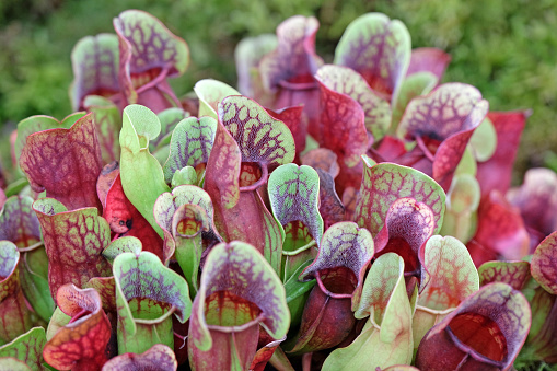 Red and green Sarracenia purpurea pitcher plant close up.