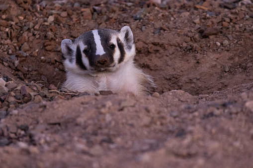 American Badger watches from large hole