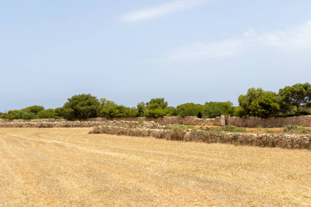 a field of crops on malta - 5548 imagens e fotografias de stock