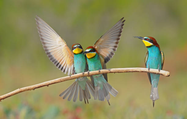 istock European Bee-eater standing on a branch with their wings spread. 1599438737