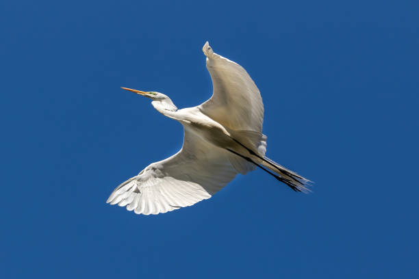 istock Great Egret, wings spread. Blue sky in background. 1599444120