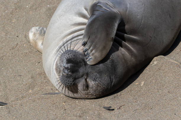 istock Elephant seal, laying on sand. Facing camera, flipper over eye. 1599444477