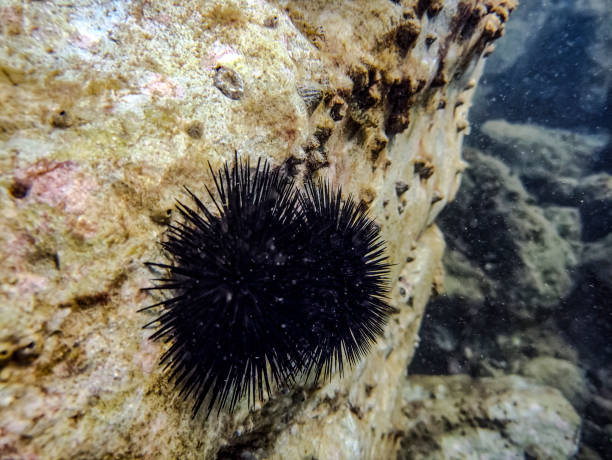 istock Sea urchin on a rock underwater 1599446305