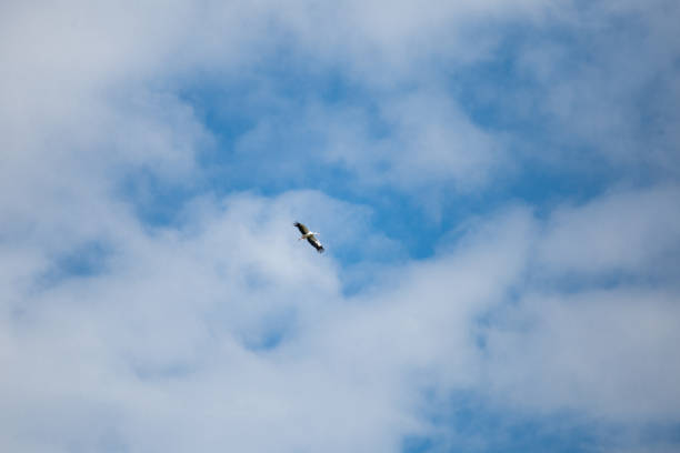 istock The stork soars high in the blue sky 1599448496
