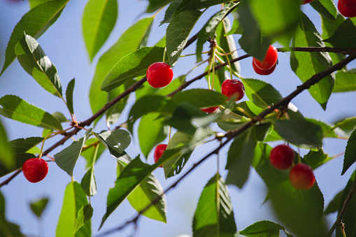 Red berries on a green background - garden trees