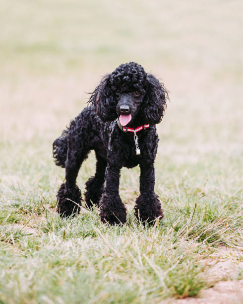istock Elegant stylish black poodle on the lawn 1599450113