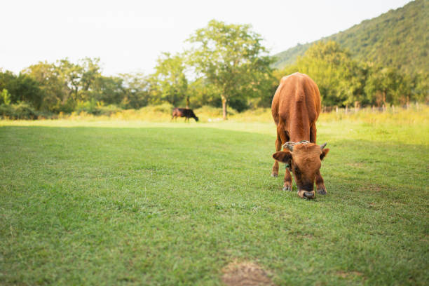 A young calf grazes on a lawn in the mountains - chews juicy green grass