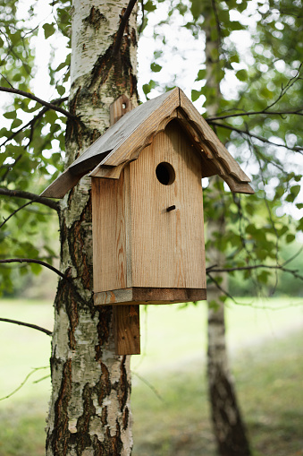 Homemade birdhouse from boards on a birch trunk - a house for a nest of birds