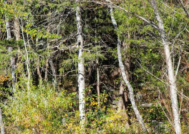 Bull moose in summer, Quebec, Canada. In spring and summer, antler is covered with a skin that gives a velvet texture. This requires intense grazing on a highly-nutritious diet.