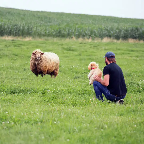 A man holds in his arms and introduces a toy poodle puppy to a sheep in the meadow - curly and shaggy cute animals