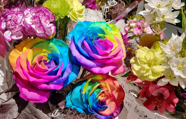 Rainbow roses