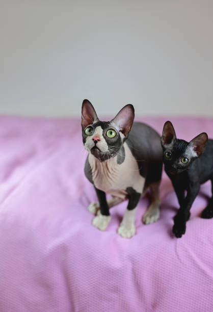 istock Cute sphinx kittens.Hairless sphinx cats. 1599519518