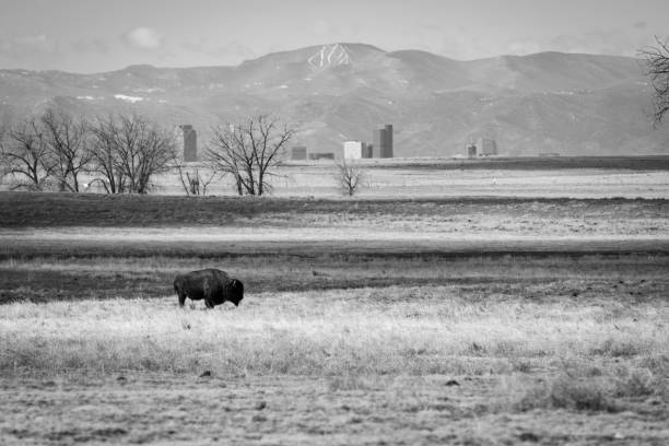 Bison with Denver Skyline stock photo