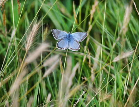 A Chalkhill Blue butterfly on the South downs of England