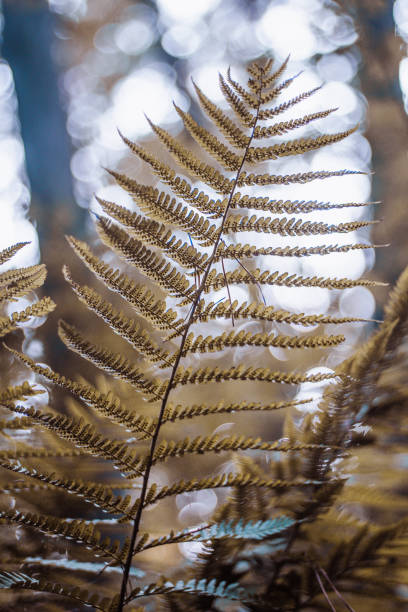 istock Fern leaf close up with bokeh background in forest. 1599552788
