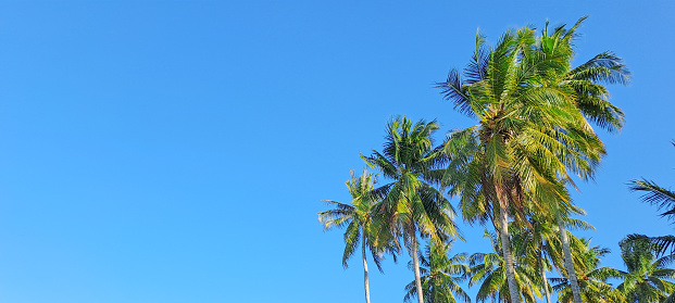 coconut tree against blue sky background