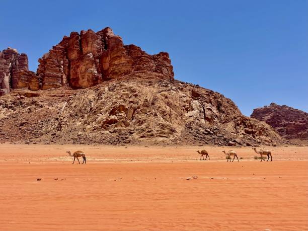 istock Camels at the desert 1599580649