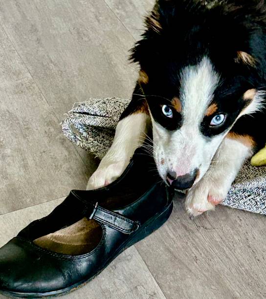 istock Black and White Puppy With Woman’s Shoe 1599597441