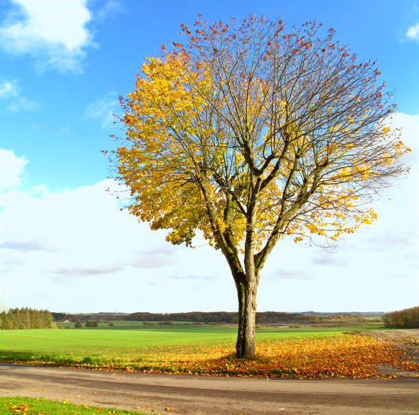 istock A photo of a lonely tree in the fall 1599622324