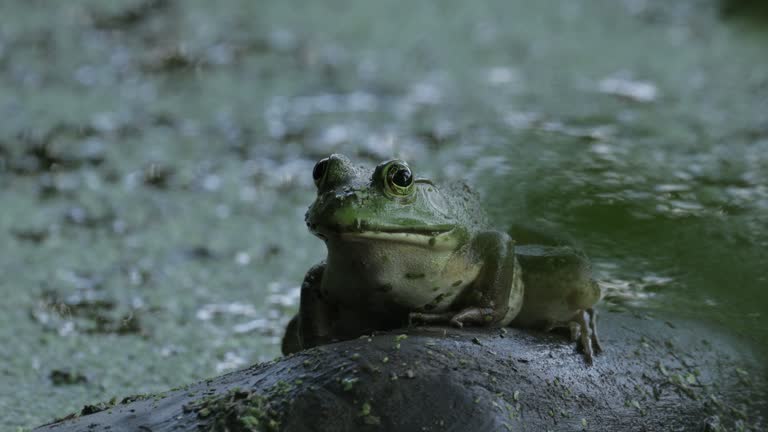 American Bullfrog, Virginia