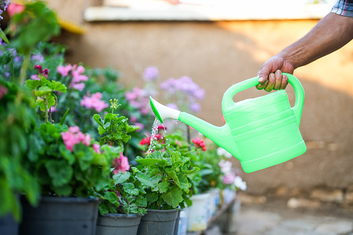 senior man watering the flowers in his garden