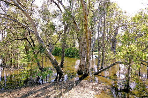 istock Lower Moira, Victoria, Australia 1599661391