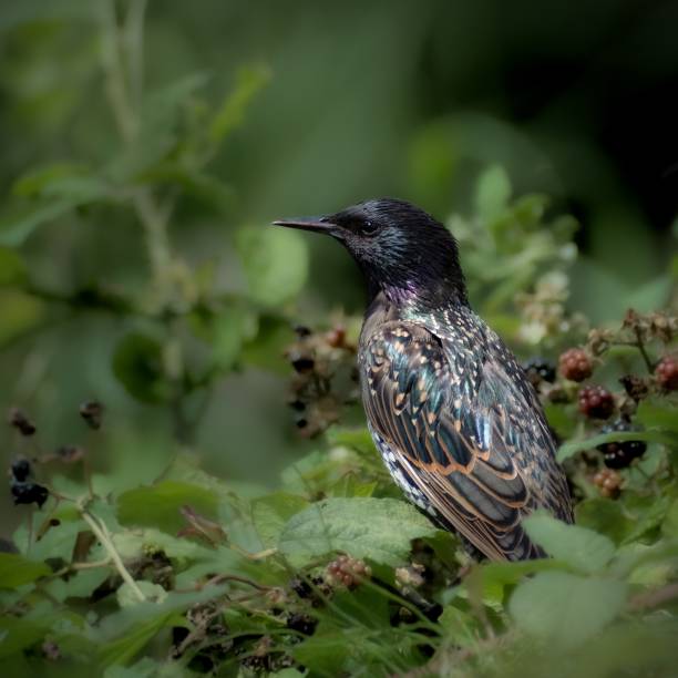 Starling with Blackberries stock photo