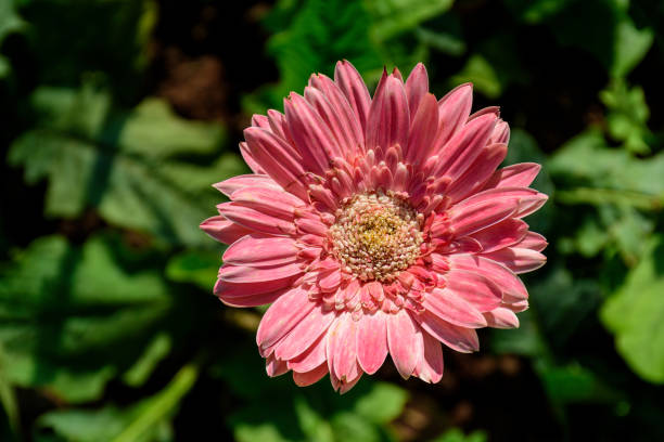 istock Gerbera flowers blooming in the garden. 1599701885