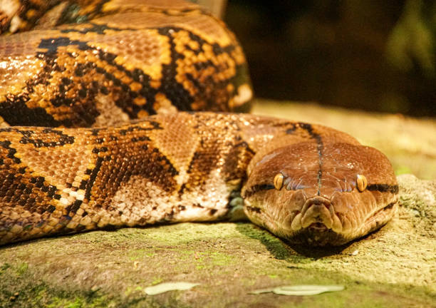 istock a close up of a snake 1599701940